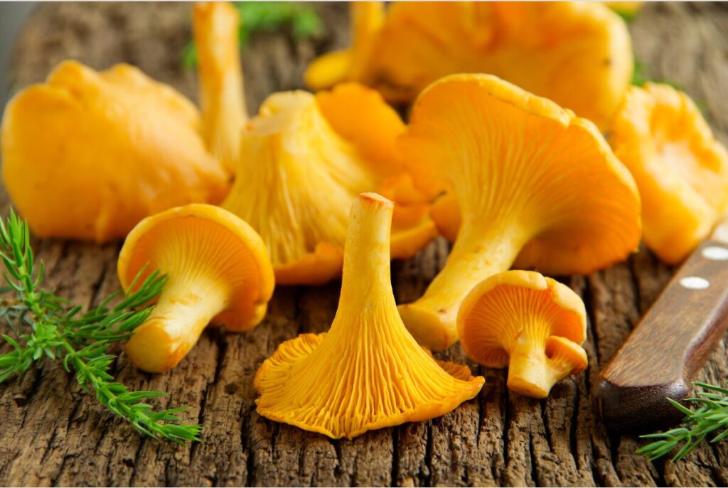 Chantarelle mushroom picking - zero-cost outdoor activity