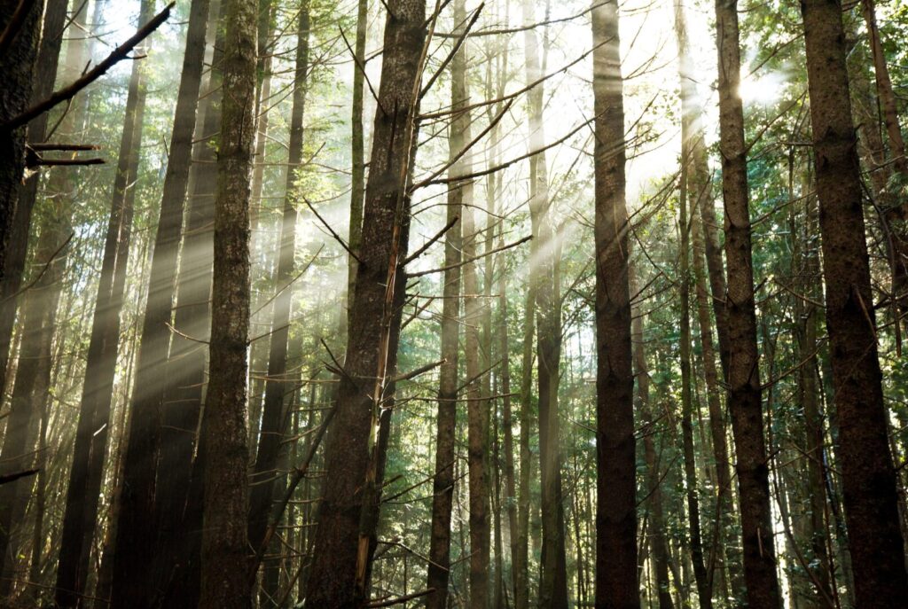 a peaceful forest with sunlight filtering through green trees